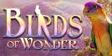 Goodies for Birds of Wonder [Bettor Chance]