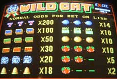 Wild Cat screenshot